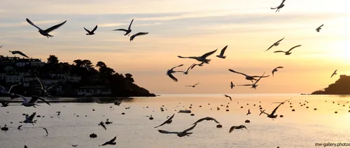 This landscape photograph captures an evening sunset over the coast of Salcombe in the United Kingdom during the winter season. The main subject is a gathering of seagulls in flight above the water, highlighted against an orange and pink sunset sky. In the foreground, the calm sea is dotted with mooring buoys, while the shoreline features houses partially obscured by shadow and tree-covered hillsides. The image showcases the natural beauty and wildlife of the coastal environment, with seagulls dominating the scene as they glide and dive near the water’s surface. The soft light of the sunset enhances the colours and reflections over the bay, creating a tranquil atmosphere typical of winter evenings along the UK coast.